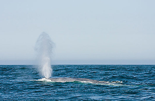 蓝鲸,喷涌,蒙特利湾,加利福尼亚