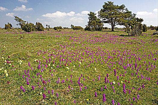 早,紫色,兰花,大量,石灰石,草地,岛屿,瑞典,欧洲