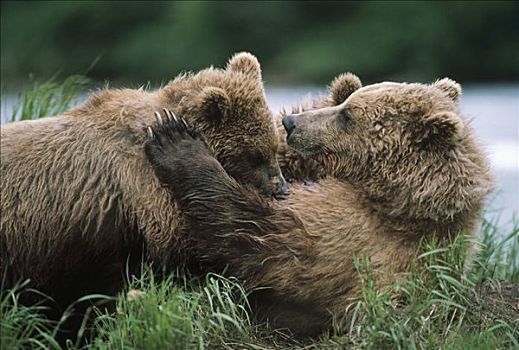 大灰熊,棕熊,母兽,哺乳,幼兽,阿拉斯加