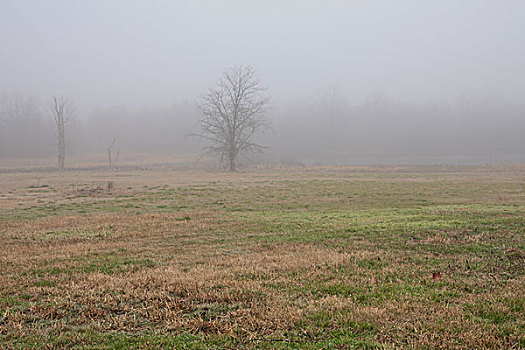 树,土地,雾,阿肯色州,美国