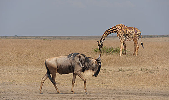 马塞长颈鹿和角马
