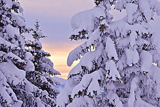 自然,冬季风景,树,初雪