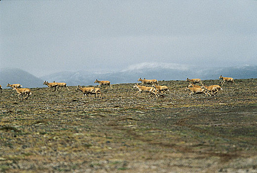 可可西里迁徒中的藏羚羊