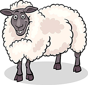 绵羊,家畜,卡通,插画