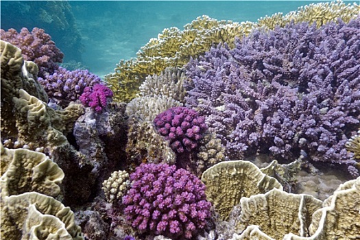 珊瑚礁,仰视,海洋