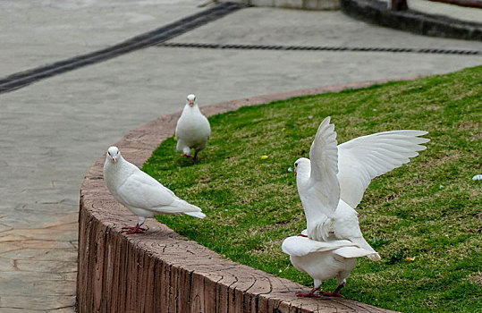 松鼠丛林