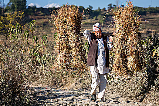 尼泊尔,农民,小麦,加德满都山谷,亚洲