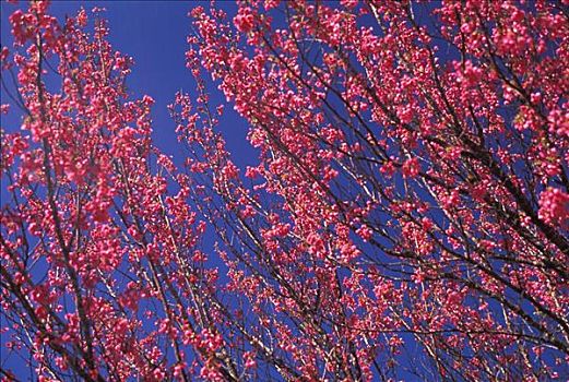 樱花,树上,蓝天,背景