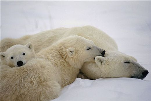 北极熊,母兽,幼兽,一起,丘吉尔市,曼尼托巴,加拿大