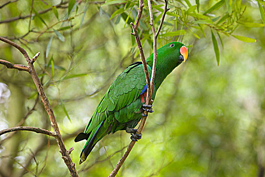 鹦鹉,西澳大利亚州,澳大利亚