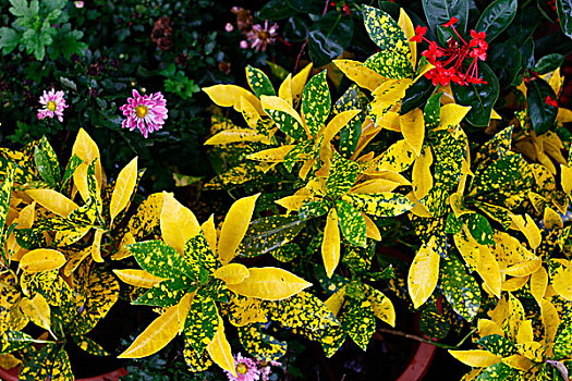 植物,花和树