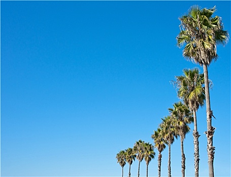 棕榈树,蓝天,框