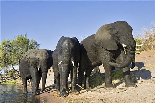非洲,灌木,大象,非洲象,河,乔贝,乔贝国家公园,博茨瓦纳