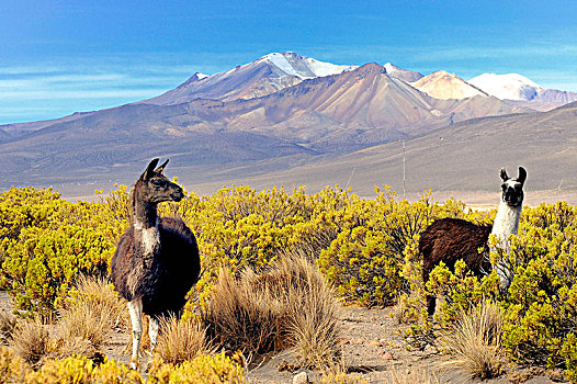 玻利维亚,南美,美洲驼