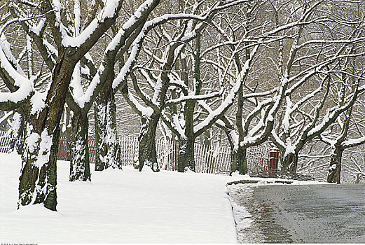 树,冬天,高,公园,多伦多,安大略省,加拿大