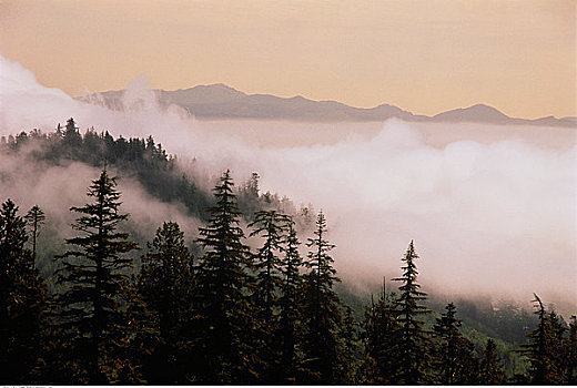 海洋,雾,靠近,温哥华岛,不列颠哥伦比亚省,加拿大