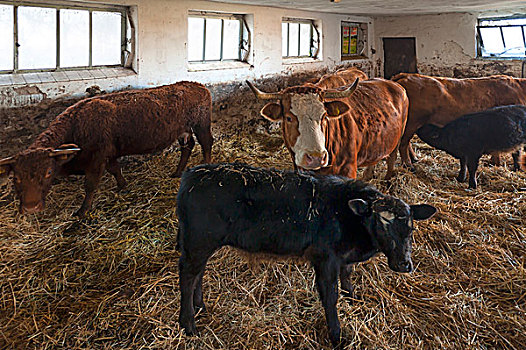 牛,幼兽,正面,厩,稻草,中间,弗兰克尼亚,巴伐利亚,德国,欧洲