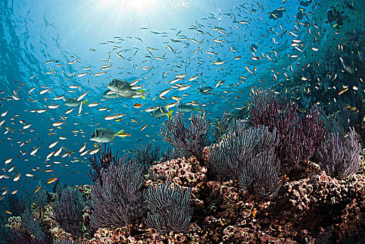 上方,珊瑚礁,下加利福尼亚州,墨西哥