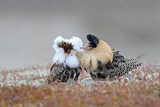 两个,毛领鸽,流苏鹬,展示,婚礼,羽毛,半岛,挪威,欧洲
