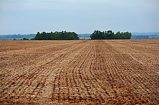 耕地,残留,树林,植被,背影,巴拉圭,南美