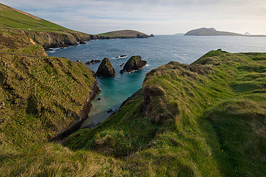 海岸,悬崖,港口,暗褐色,丁格尔半岛,爱尔兰,欧洲