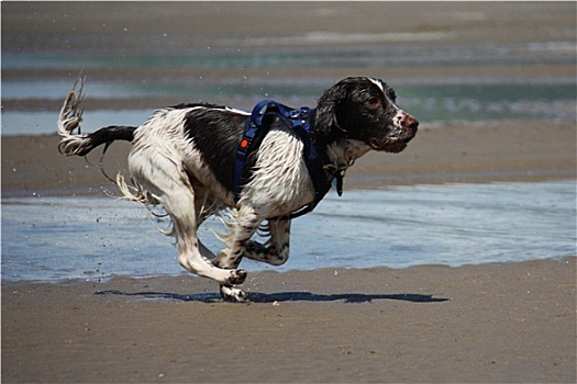 工作,输入,英国史宾格犬,宠物,猎犬,沙滩