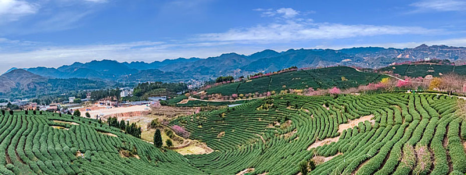 福建省,漳平市,永福,阿里山,樱花园,自然环境