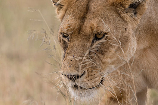 特写,头像,雌狮,狮子,走,塞伦盖蒂国家公园,坦桑尼亚