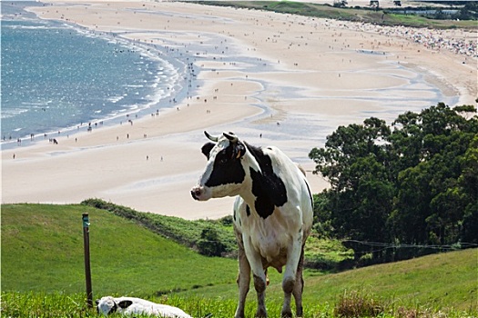 牛,放牧,海滩,背景,坎塔布里亚,西班牙