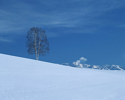 雪原,树