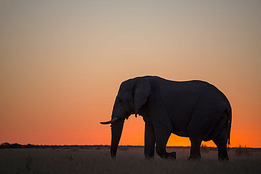 非洲象,剪影,日落,国家公园,博茨瓦纳,非洲