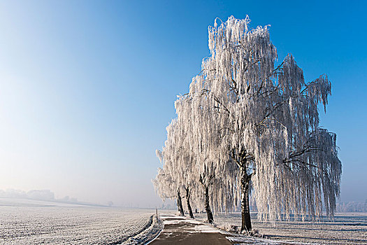 冬季风景,桦树,桦属,白霜,靠近,道路,巴伐利亚,德国,欧洲