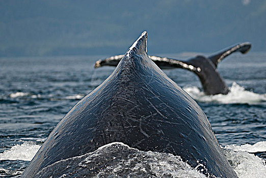 特写,驼背鲸,平面,弗雷德里克湾,东南阿拉斯加,夏天