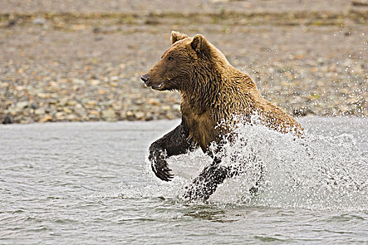 棕熊,熊,成年,水,猎捕,三文鱼,阿拉斯加,美国