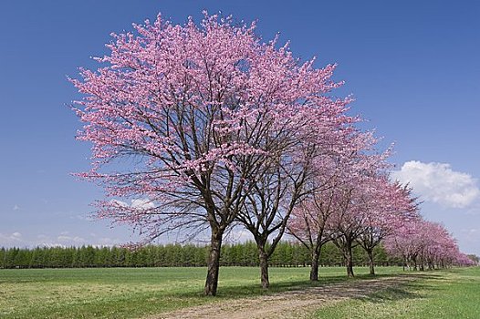 樱花,树林,平原