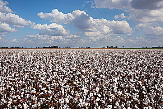 地点,棉花,丰收,英格兰,阿肯色州,美国