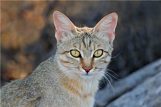 非洲,野生猫科动物