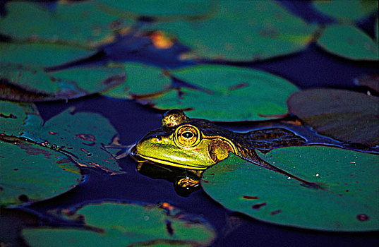 牛蛙,荷花,阿尔冈金省立公园,安大略省,加拿大