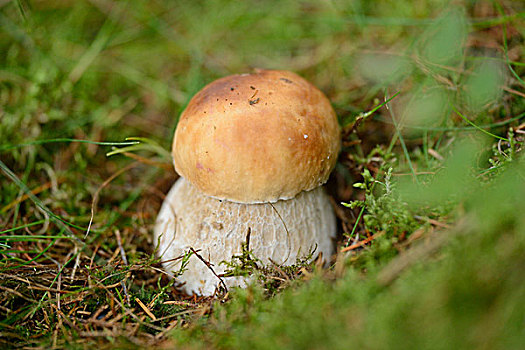 牛肝菌,蘑菇,树林,秋天
