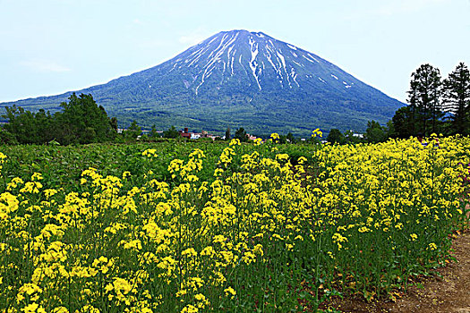 油菜花,山