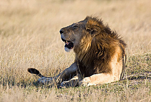 狮子,马瑞米国家公园,莫勒米野生动植物保护区,奥卡万戈三角洲,博茨瓦纳,非洲