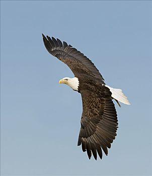 白头鹰的翅膀图片