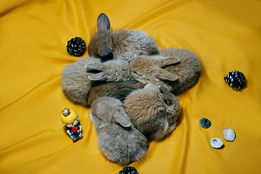 一群小兔