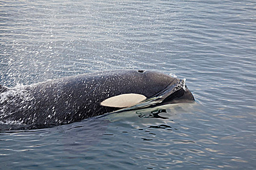 行凶,鲸,水,黑鲸的声音,温哥华岛,不列颠哥伦比亚省,加拿大