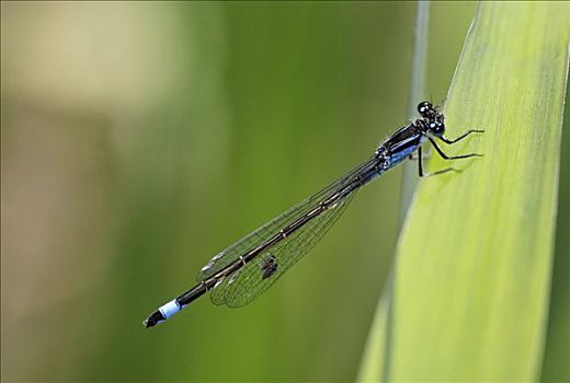 蓝尾蜻蛉,长叶异痣蟌,寄生物,翼