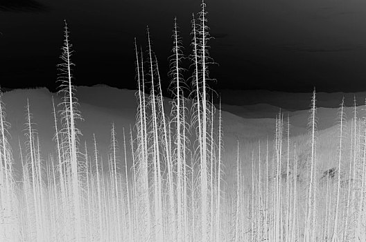 黑白,颠倒,图像,顶峰,森林火灾,损坏,树,靠近,雷尼尔山国家公园
