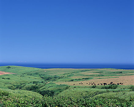 大豆,山,地形