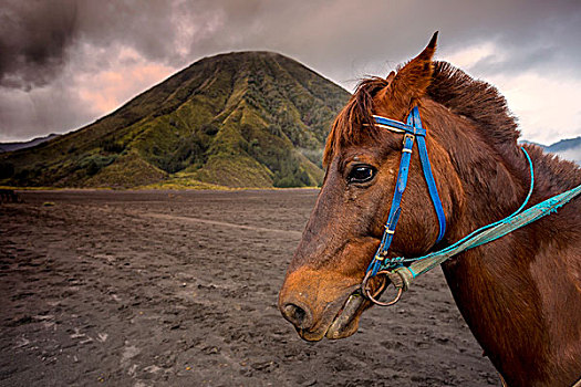 马,靠近,火山,婆罗莫
