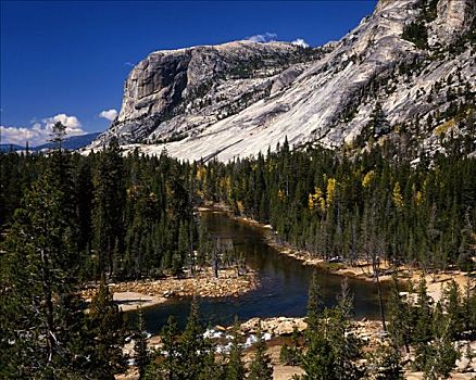 树,树林,山脉,优胜美地国家公园,加利福尼亚,美国