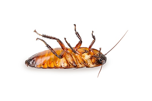 马达加斯加,蟑螂,躺着,背影